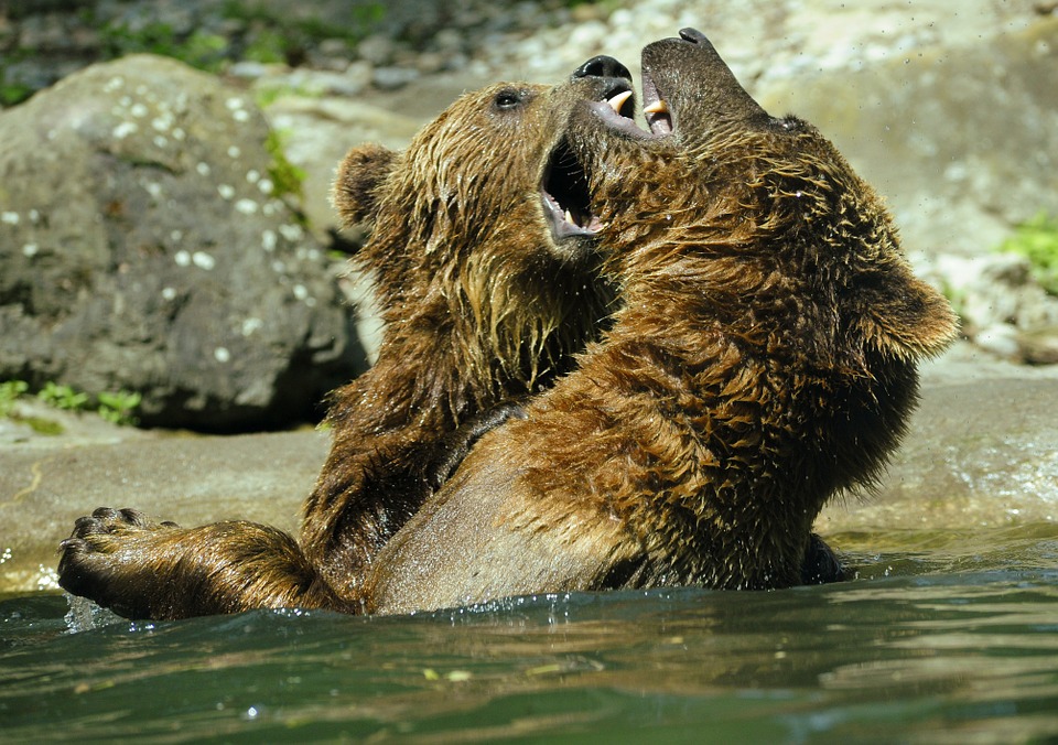 bears fighting in competition